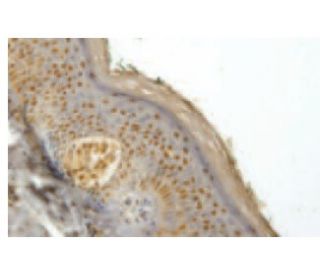 FBXO11 Antibody (LA-58) - Immunohistochemistry - Image 53973