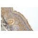 FBXO11 Antibody (LA-58) - Immunohistochemistry - Image 53973