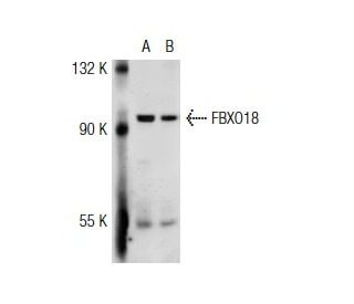 FBXO18 Antibody (2353C1a) - Western Blotting - Image 32747 