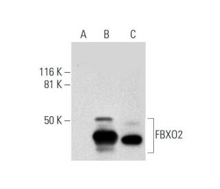 FBXO2 Antibody (A-12) - Western Blotting - Image 299050 