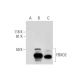 FBXO2 Antibody (A-12) - Western Blotting - Image 299050 