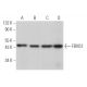 FBXO2 Antibody (A-12) - Western Blotting - Image 366310 