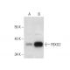 FBXO2 Antibody (E-9) - Western Blotting - Image 301364 