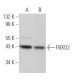 FBXO2 Antibody (E-9) - Western Blotting - Image 366311