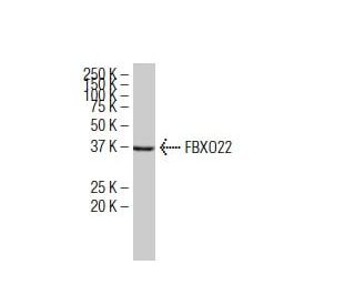 FBXO22 Antibody (FF-7) - Western Blotting - Image 34110 