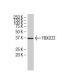 FBXO22 Antibody (FF-7) - Western Blotting - Image 34110 