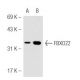 FBXO22 Antibody (FF-7) - Western Blotting - Image 54836