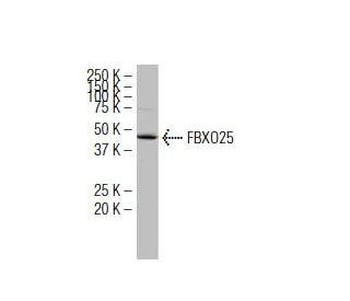 FBXO25 Antibody (F9-3) - Western Blotting - Image 34108 