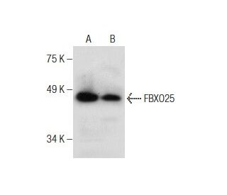 FBXO25 Antibody (G-5) - Western Blotting - Image 286910 