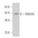 FBXO25 Antibody (G-5) - Western Blotting - Image 367422 