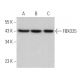 FBXO25 Antibody (G-5) - Western Blotting - Image 367464