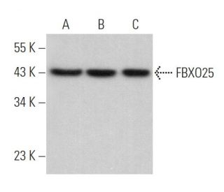 FBXO25 Antibody (G-5) - Western Blotting - Image 367464 
