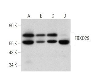 FBXO29 Antibody (D-7) - Western Blotting - Image 319622 
