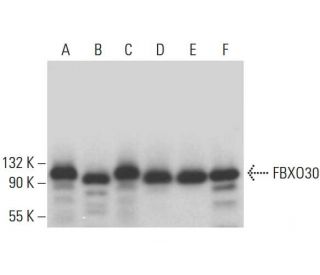 FBXO30 Antibody (E-10) - Western Blotting - Image 376275 