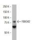 FBXO42 Antibody (FL-6) - Western Blotting - Image 34111 