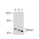 FBXO42 Antibody (FL-6) - Western Blotting - Image 37103 