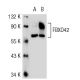 FBXO42 Antibody (FL-6) - Western Blotting - Image 53344