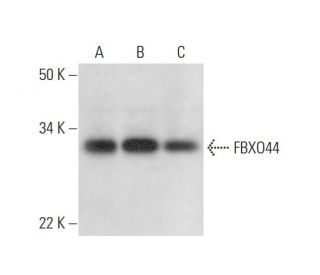 FBXO44 Antibody (C-10) - Western Blotting - Image 300460 