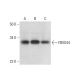 FBXO44 Antibody (C-10) - Western Blotting - Image 300460 