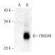 FBXO44 Antibody (C-10) - Western Blotting - Image 403412