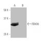 FBXO6 Antibody (7B11) - Western Blotting - Image 64938