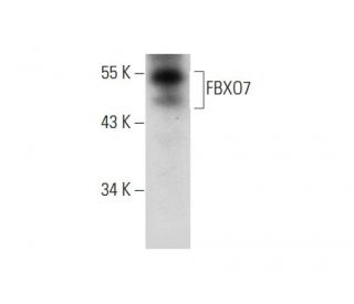 FBXO7 Antibody (E-8) - Western Blotting - Image 136247