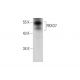 FBXO7 Antibody (E-8) - Western Blotting - Image 136247