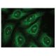 FBXO8 Antibody (C-3) - Immunofluorescence - Image 150370