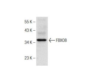 FBXO8 Antibody (C-3) - Western Blotting - Image 150966 