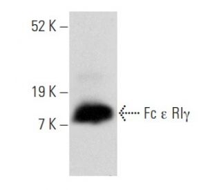Fc ε RIγ Antibody (F-1) - Western Blotting - Image 358062