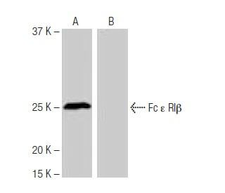 Fc &epsilon; RI&beta; Antibody (5-RE9) - Western Blotting - Image 64939