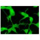 Fc ε RIβ Antibody (F-1) - Immunofluorescence - Image 300849