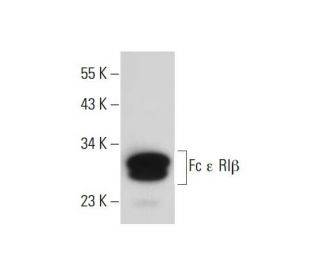 Fc &epsilon; RI&beta; Antibody (H-5) - Western Blotting - Image 309696 