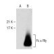 Fc ε RIγ Antibody (A-5) - Western Blotting - Image 150038