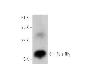 Fc &epsilon; RI&gamma; Antibody (A-5) - Western Blotting - Image 304922 