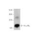 Fc ε RIγ Antibody (A-5) - Western Blotting - Image 304922 
