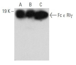 Fc &epsilon; RI&gamma; Antibody (E-12) - Western Blotting - Image 358061 