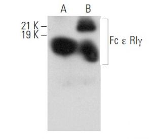Fc &epsilon; RI&gamma; Antibody (F-1) - Western Blotting - Image 358060 