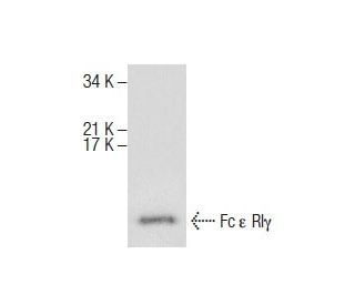 Fc &epsilon; RI&gamma; Antibody (G-3) - Western Blotting - Image 287494