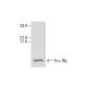 Fc ε RIγ Antibody (G-3) - Western Blotting - Image 287494