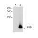 Fc ε RIγ Antibody (H-5) - Western Blotting - Image 150223