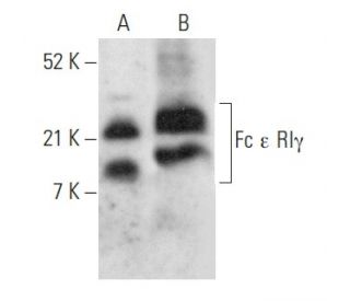 Fc &epsilon; RI&gamma; Antibody (H-5) - Western Blotting - Image 358070 