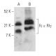 Fc ε RIγ Antibody (H-5) - Western Blotting - Image 358070 