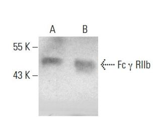 Fc &gamma; RIIb Antibody (RR05) - Western Blotting - Image 384466 