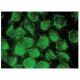 FCHO1 Antibody (G-7) - Immunofluorescence - Image 142805