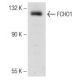 FCHO1 Antibody (G-7) - Western Blotting - Image 142561 