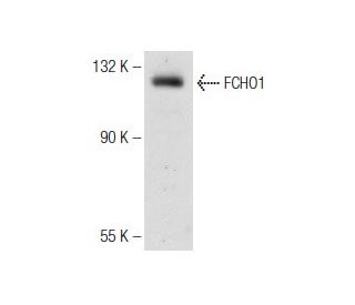 FCHO1 Antibody (G-7) - Western Blotting - Image 142561Each CRISPR/Cas9 Knockout (KO) Plasmid product consists of a pool of 3 plasmids designed to ensure identification and cleavage of a specific gene for maximum knockout efficiency. Each plasmid encodes a unique 20 nt sequence derived from the GeCKO (v2) library.