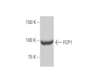 FCP1 Antibody (3G4): sc-293358