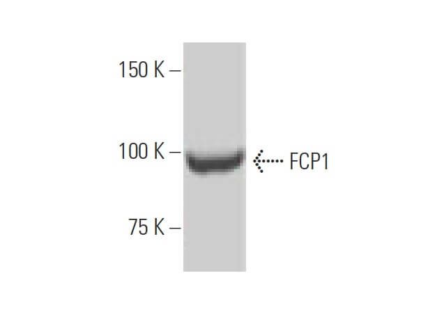 msh3-antibody-c-8-western-