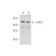 FcRH1 Antibody (H-5) - Western Blotting - Image 333691 